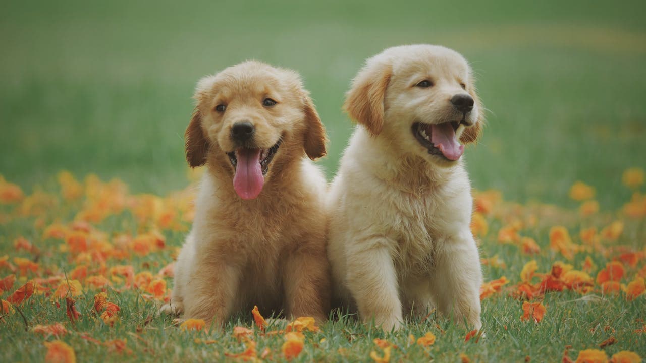 Dois filhotes de cachorro na grama